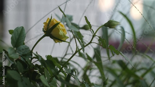 flower in grass