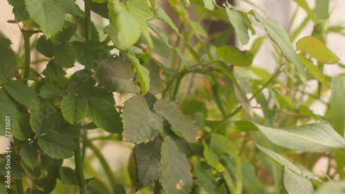 leaves in the garden