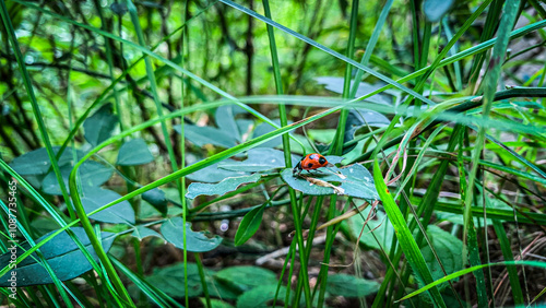 Detailed macro shot of a beautiful black dotted red ladybug, close-up of a ladybug on a green leaf captured in intricate detail by macro photography.