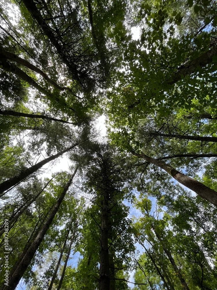 Fototapeta premium trees in the forest