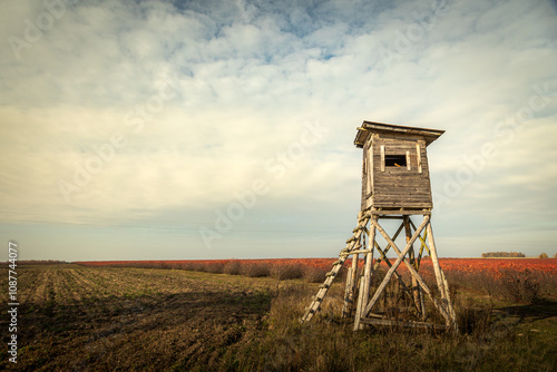 hunting blind autumn in colourfull fields. october fields and forest Poland Europe, Knyszyn Primeval chokeberry plantation red leaves photo