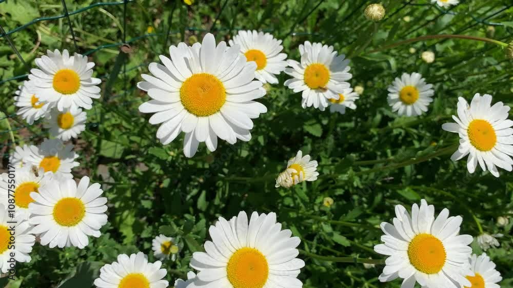 top down beautiful field of green grass and camomiles as background in the nature top down beautiful field of green grass and camomiles as background in the nature