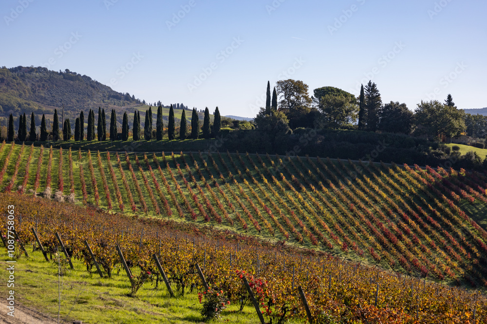Fototapeta premium typical Tuscan landscape with cypresses trees and vineyards