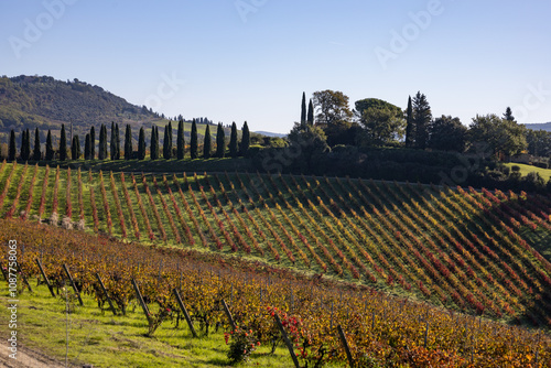 typical Tuscan landscape with cypresses trees and vineyards
