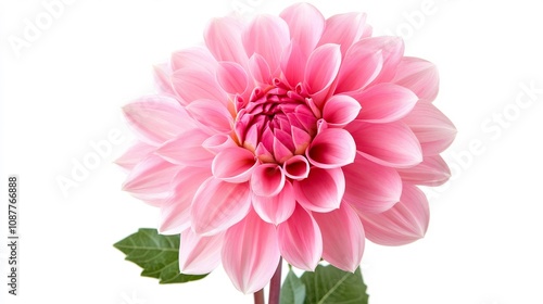 Pink Dahlia Flower Blossom Closeup