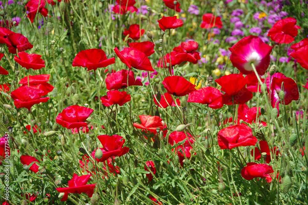 Field of red poppy flowers Field of red poppy flowers