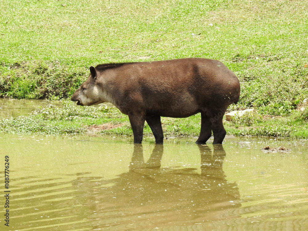 A South American tapir, also known as the Brazilian tapir (anta brasileira), is the largest mammal in Brazil. It is in a lake, has brown skin, a small crest on top of its head, and round ears. A South American tapir, also known as the Brazilian tapir (anta brasileira), is the largest mammal in Brazil. It is in a lake, has brown skin, a small crest on top of its head, and round ears.