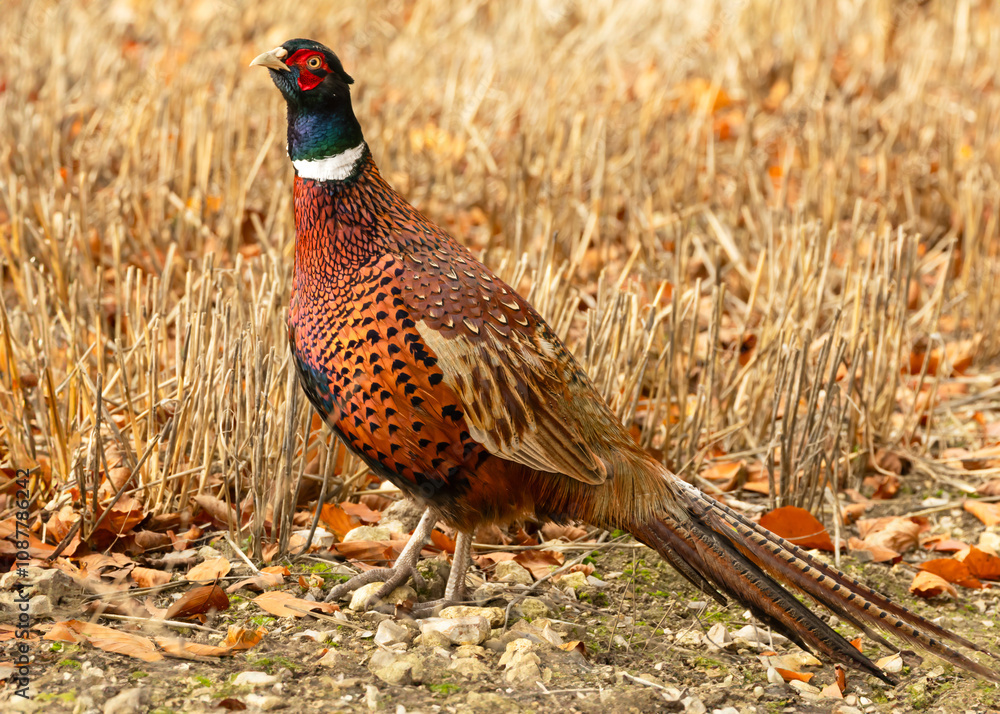 Fototapeta premium Pheasant cock bird. Colourful Ring-Necked male pheasant in Autumn, stood in cut corn field, with golden leaves and facing left. Scientific name: Phasianus colchicus. Horizontal. Space for copy