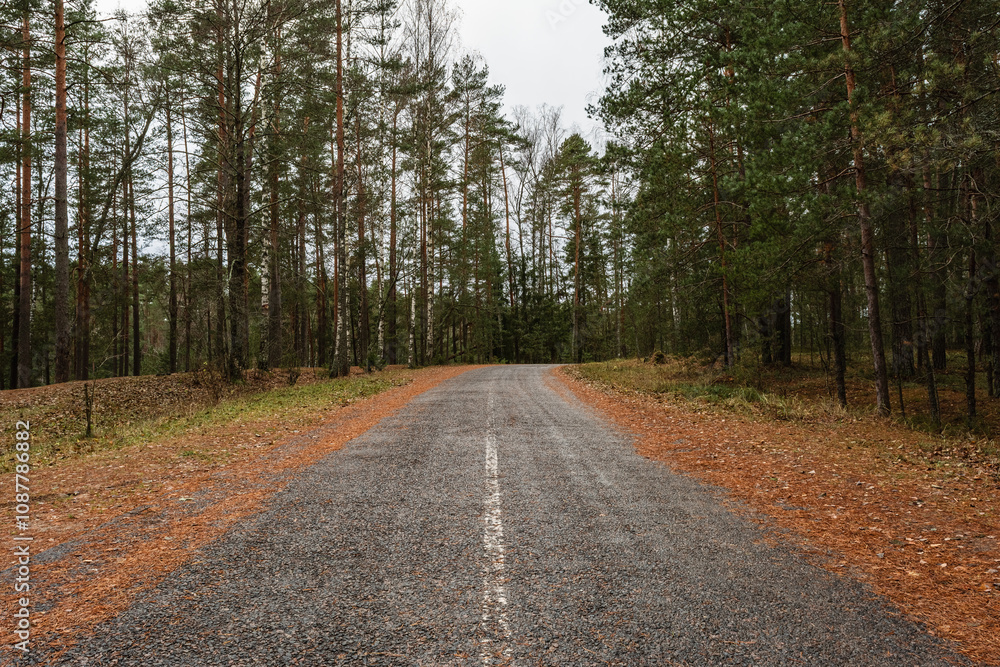 Obraz premium A peaceful asphalt road meanders through a lush forest, surrounded by tall trees and a carpet of fallen leaves, creating a calm atmosphere on an overcast autumn day