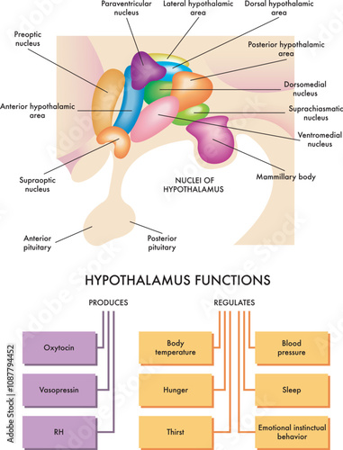 Medical diagram of the functions of the hypothalamus in the human brain, with description of its nuclei and annotations. photo