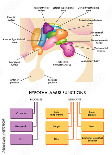 Medical diagram of the functions of the hypothalamus in the human brain, with description of its nuclei and annotations.