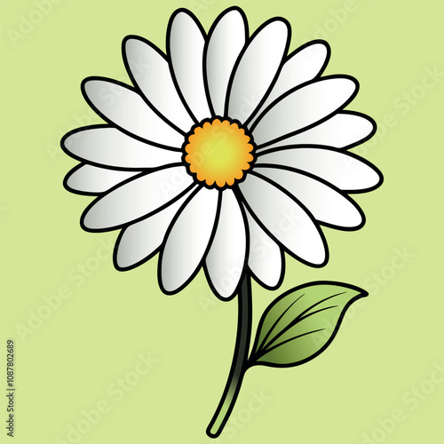 Vector illustration of chamomile, flower