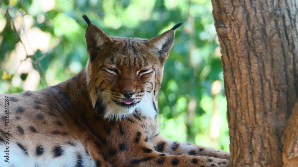 Obraz premium Luchs Portrait 