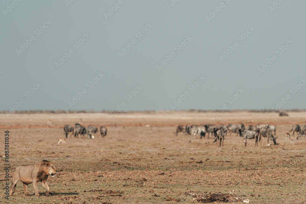 Lion walking on the savannah, Amboseli National Park Kenya Lion walking on the savannah, Amboseli National Park Kenya