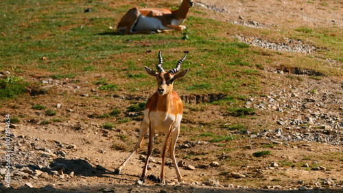 Hirschziegenantilope in Tiergarten  photo