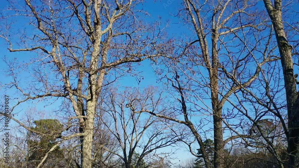 Aerial shot flying down from the treetops of bare tulip poplar and oak trees in winter in a suburban Chapel Hill, North Carolina back yard, with bright blue sky behind. Aerial shot flying down from the treetops of bare tulip poplar and oak trees in winter in a suburban Chapel Hill, North Carolina back yard, with bright blue sky behind.