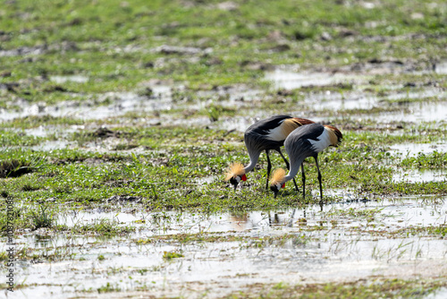 African Crowned Crane birds, in Ambroseli National Park Kenya photo