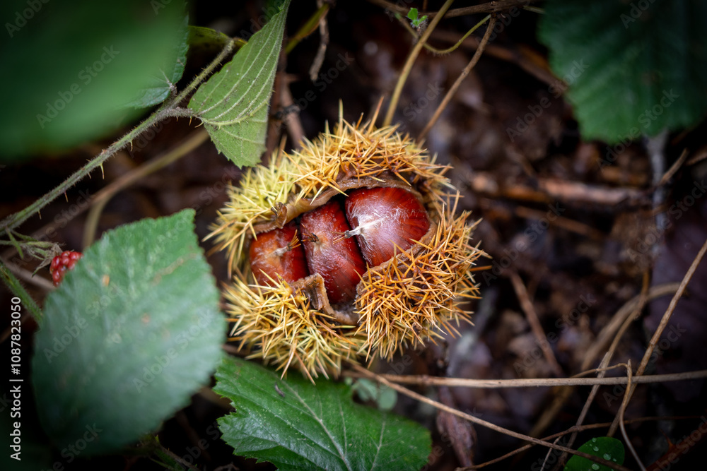 Close-up of Prickly Chestnut Bur on Forest Floor Close-up of Prickly Chestnut Bur on Forest Floor