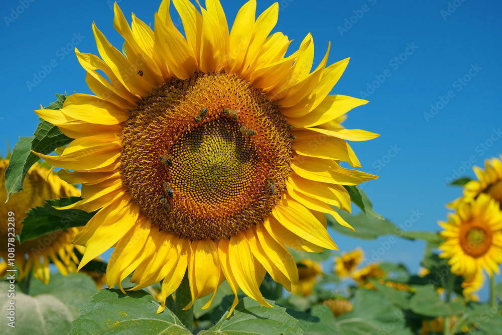 Worker bees on beautiful sunflowers in the field. Bees are very useful insects