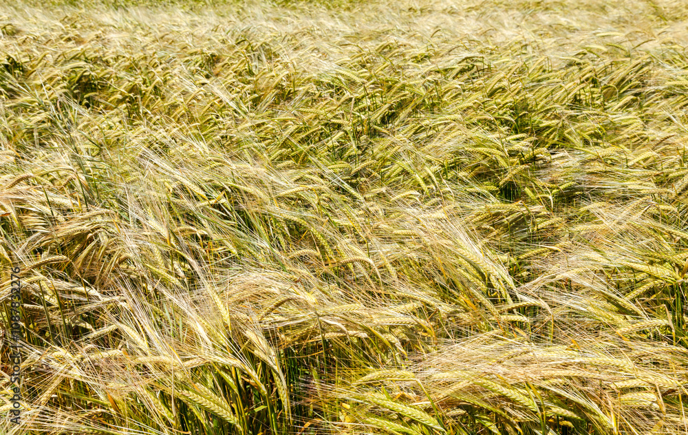 Wheat field at midday showcasing vibrant green crops swaying in the gentle breeze Wheat field at midday showcasing vibrant green crops swaying in the gentle breeze