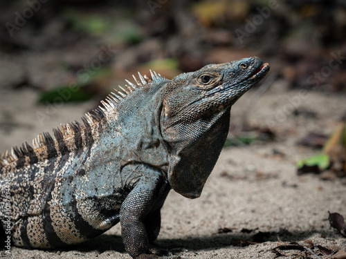 island land iguana
