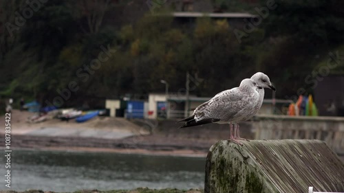 Immature seagulls on the coastal wall in Dawlish on the south coast of Devon. Wildlife in the seaside people and animals on holiday UK 4K