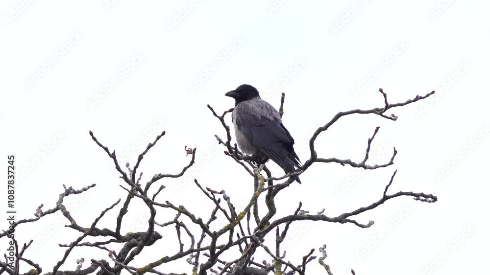 A hooded crow (Corvus cornix) sitting in the top of a tree in winter. A hooded crow (Corvus cornix) sitting in the top of a tree in winter.
