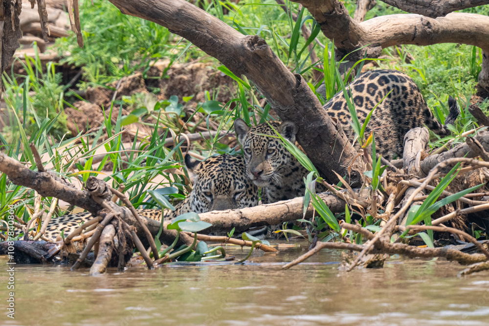 Jaguar in Pantanal, Brazil Jaguar in Pantanal, Brazil