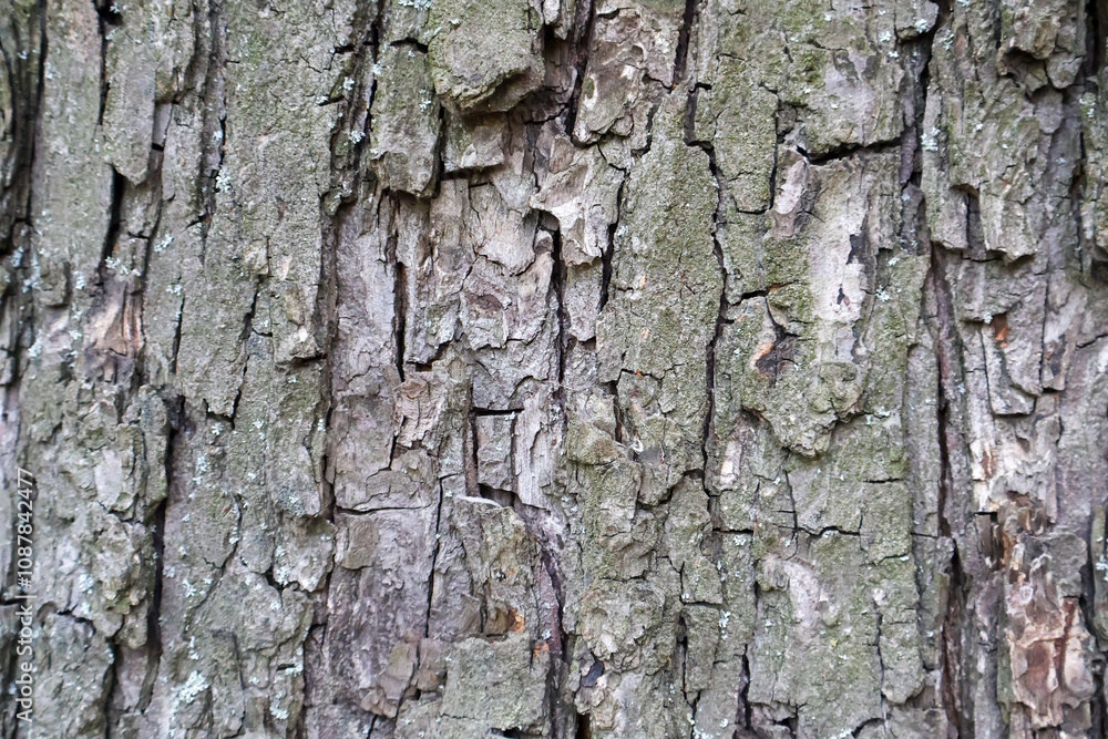 Detailed close-up of rugged tree bark showcasing its natural textures, cracks, and weathered patterns, perfect for backgrounds, natural themes, and design projects. Detailed close-up of rugged tree bark showcasing its natural textures, cracks, and weathered patterns, perfect for backgrounds, natural themes, and design projects.
