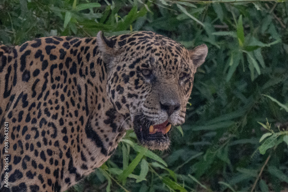 Fototapeta premium Jaguar in Pantanal, Brazil