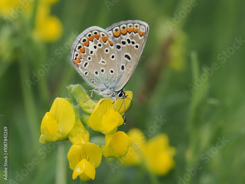 Modraszek ikar (Polyommatus icarus) na kwiatach komonicy zwyczajnej photo