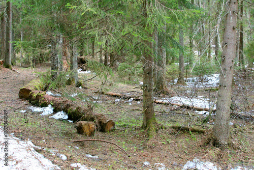 A fallen tree in a coniferous forest, close-up