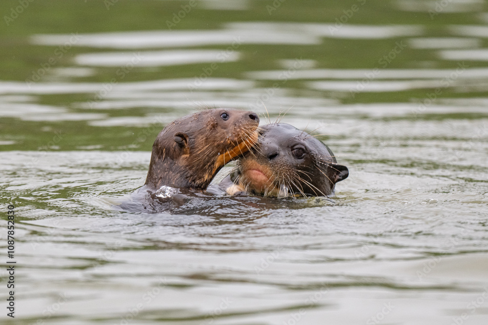 Fototapeta premium Giant otter ,Pantanal, Brazil