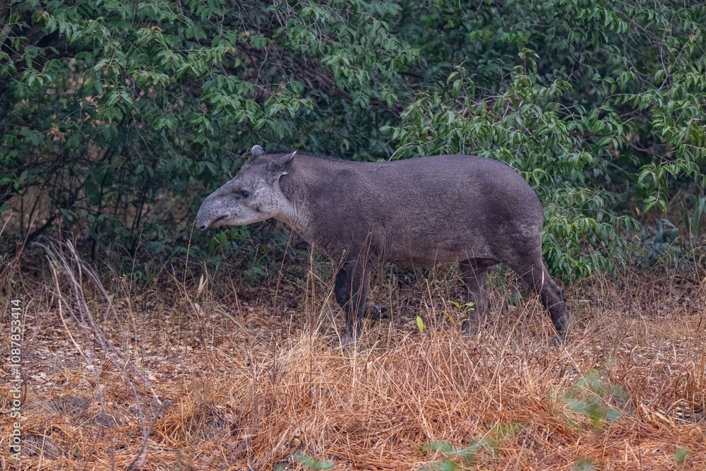 Fototapeta premium Tapir in Pantanal, Brazil