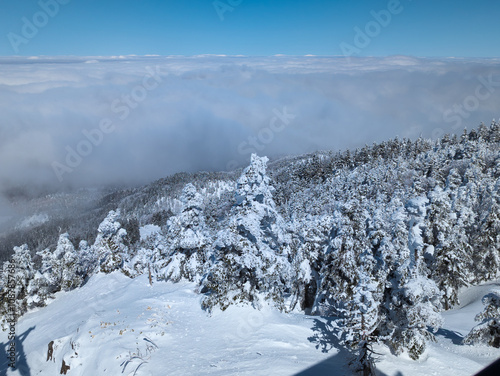 Snowy trees and a winter landscape emerging through clouds at Shibutoge, Nagano, Japan photo