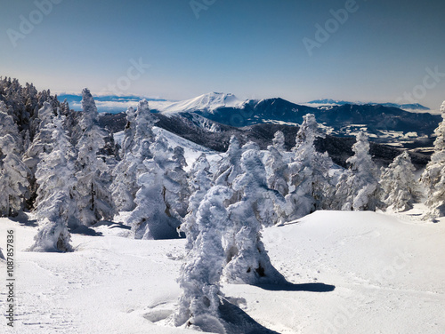 Frozen trees, deep snow and background towering volcano photo