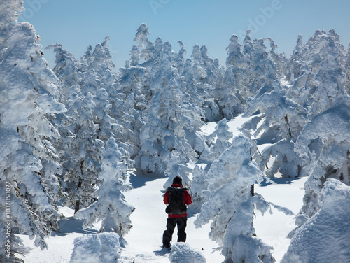 Hiker in snow shoes on deep snow in the middle of a snowy forest on a clear day photo