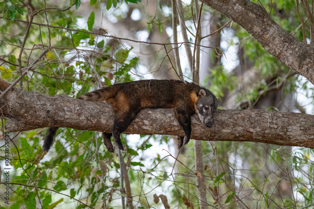 Fototapeta premium Coati, Brazil