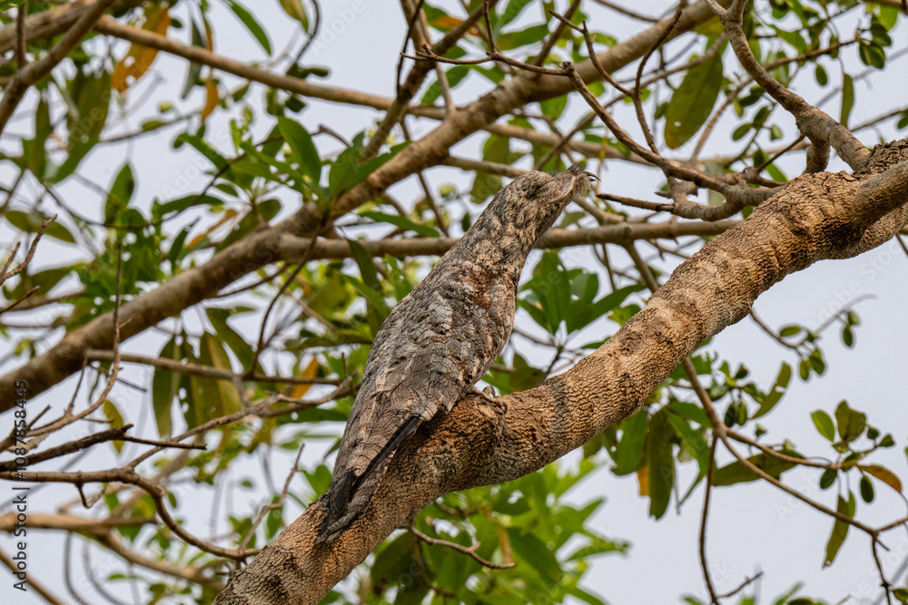 Birds of Pantanal, Brazil Birds of Pantanal, Brazil