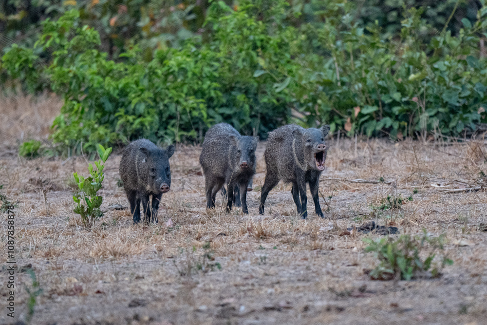 Fototapeta premium Peccari, Brazil