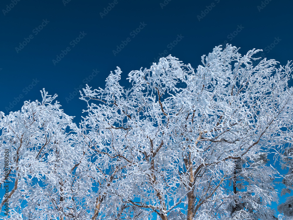 Snow covered trees in a forest with a blue sky (Yokoteyama, Japan) Snow covered trees in a forest with a blue sky (Yokoteyama, Japan)