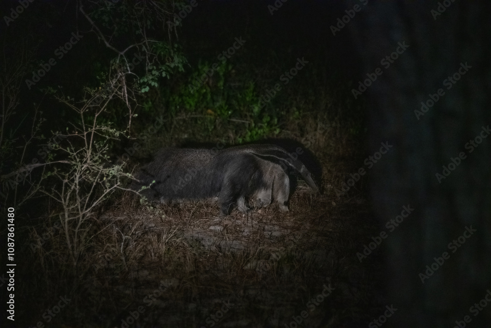 Anteater, Pantanal, Brazil Anteater, Pantanal, Brazil