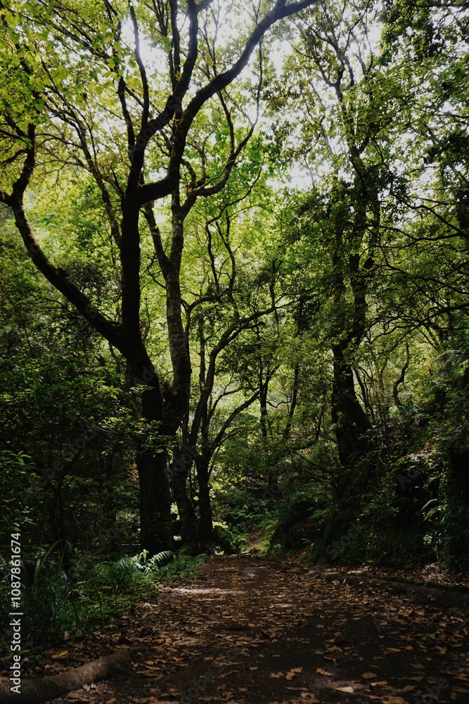 Serene Forest Path Surrounded by Lush Green Trees Serene Forest Path Surrounded by Lush Green Trees