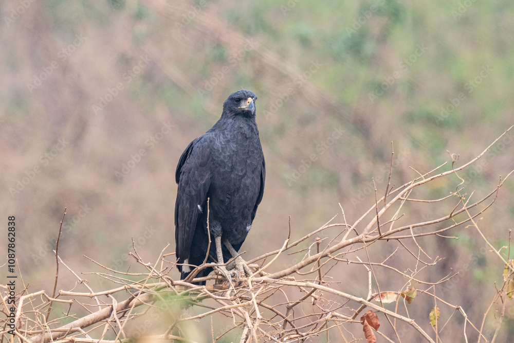 Birds of Pantanal, Brazil