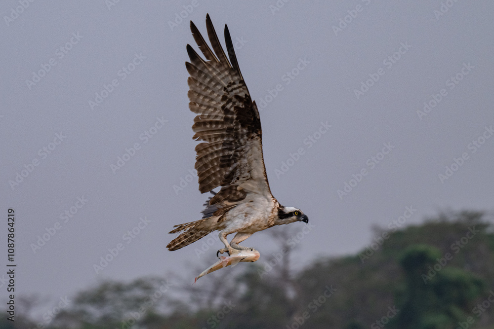 Fototapeta premium Osprey with fish