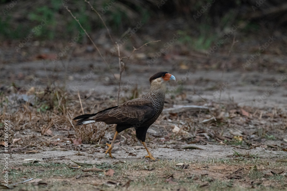 Fototapeta premium Birds of Pantanal, Brazil
