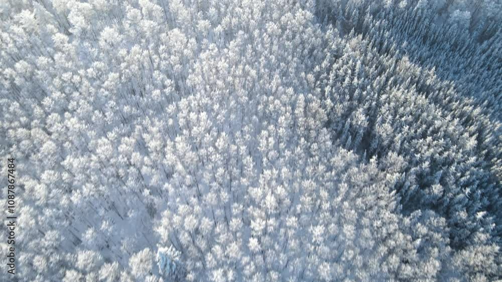 Aerial looking down as moving forward over a snowy deciduous forest with flat light
Aerial looking down as moving forward over a snowy deciduous forest with flat light