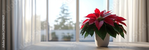 Bright red poinsettia plant in a modern home interior with scenic outdoor view