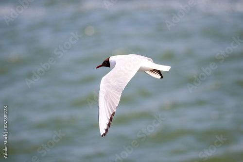 Möwe und Vögel an der Ostsee und Nordsee