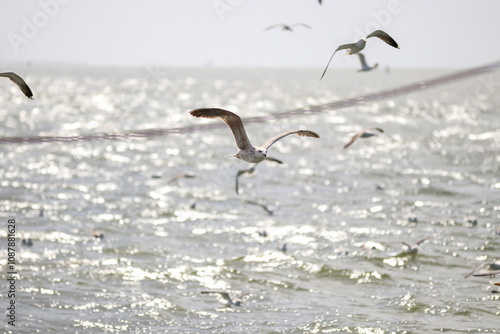 Möwe und Vögel an Ostsee und Nordsee